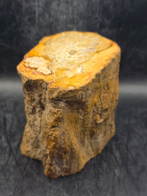Petrified wood trunk! 1.15 pounds, 3.5 inches tall, 3.3 inches wide