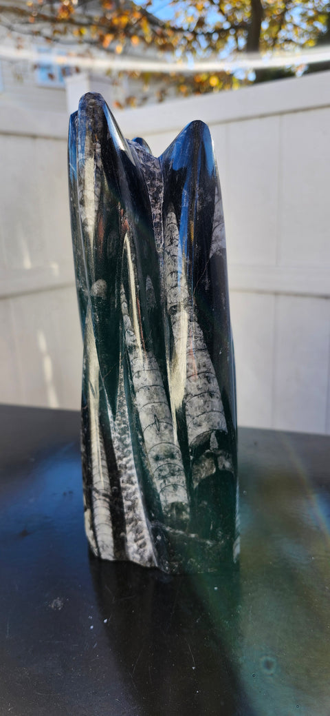 Xl 7 orthoceras limestone statue! 4.9 pounds, 8.5 inches tall 3.3" wide