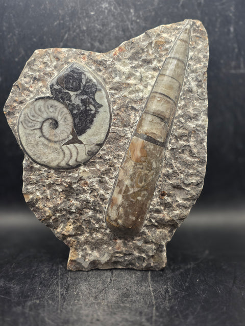 Orthoceras ammonite limestone statue! 1.13 pounds, 6.7 inches tall