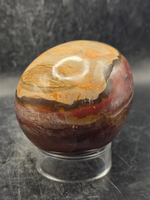 Petrified wood egg! 15 ounces, 3.1 inches tall, 2.4 inches wide!