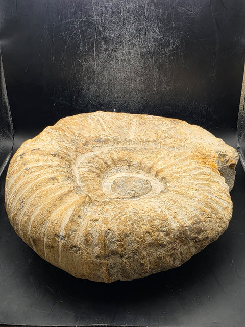 XL Nautilus ammonite!! 6.10 pounds, 9 inches by 8 inches