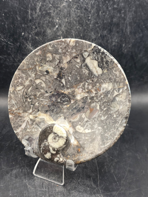 Round orthoceras ammonite fossil dish! 4.2 inches wide, 7 ounces