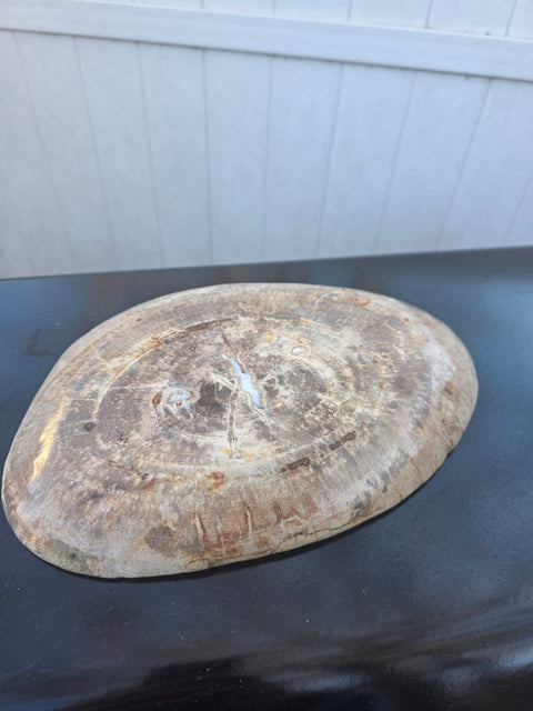 Large petrified wood plate! 11 inches long, 8 inches wide, 2.12 pounds!