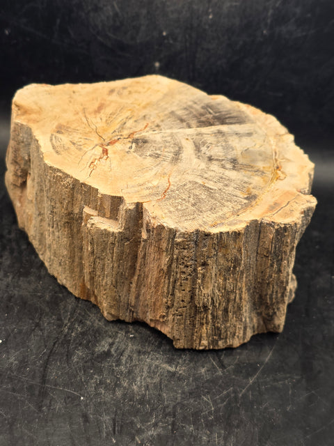 Petrified wood trunk! 2.3 pounds, 4.7 inches wide, 2.1 inches tall