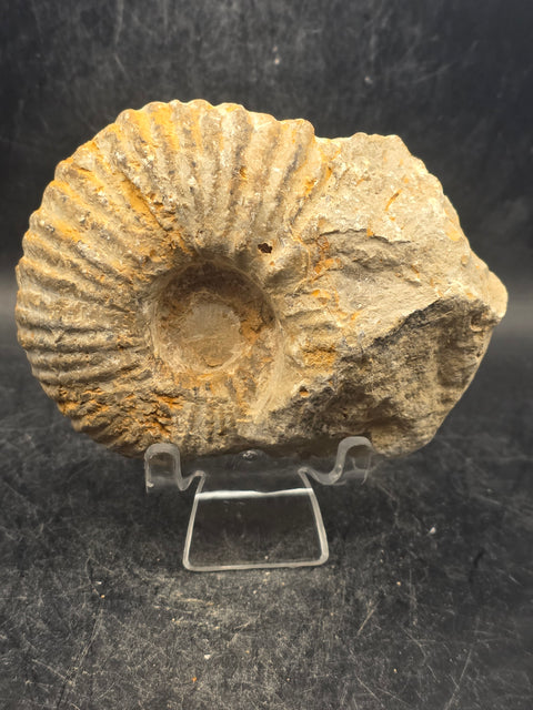 Medium nautilis ammonite fossil! 13 ounces, 3.7 inches wide, 3.2" tall
