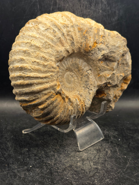 Large nautilis ammonite fossil! 2.8 pounds, 5.2 inches wide, 4.8" tall