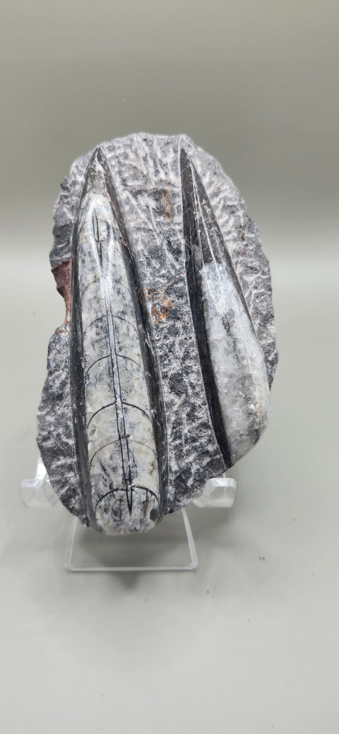 Double Orthoceras nautiloids small! 7 ounces 4 inches