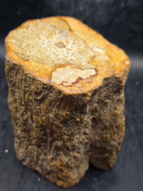 Petrified wood trunk! 1.15 pounds, 3.5 inches tall, 3.3 inches wide