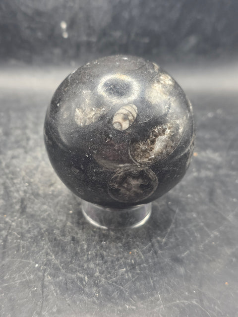 Orthoceras nautiloids sphere! 12 ounces 62.4mm, 2.4 inches wide