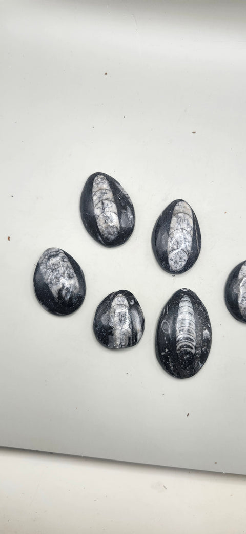 Small orthoceras nautiloids cabochon 1.5 to 3 inches