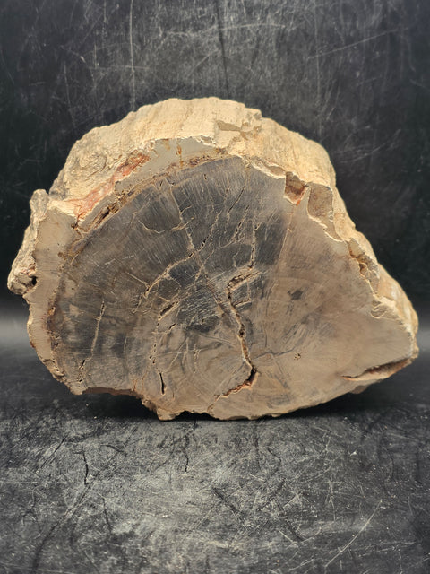 Petrified wood trunk! 2.3 pounds, 4.7 inches wide, 2.1 inches tall