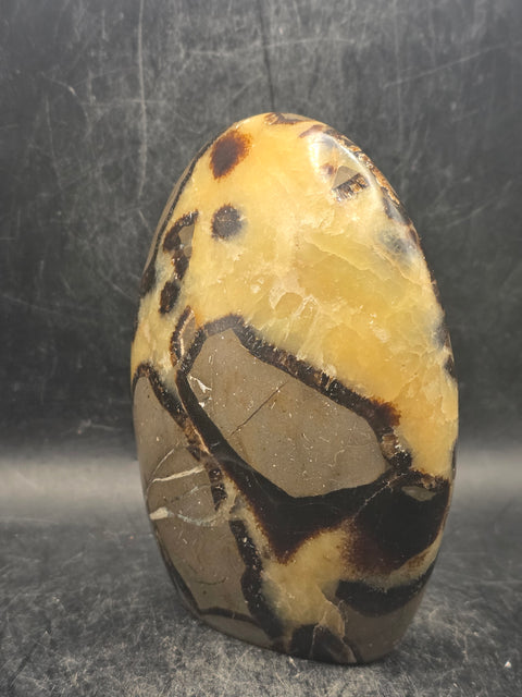 Septarian stone free form! 1.1 pounds, 4 inches tall, 3" wide