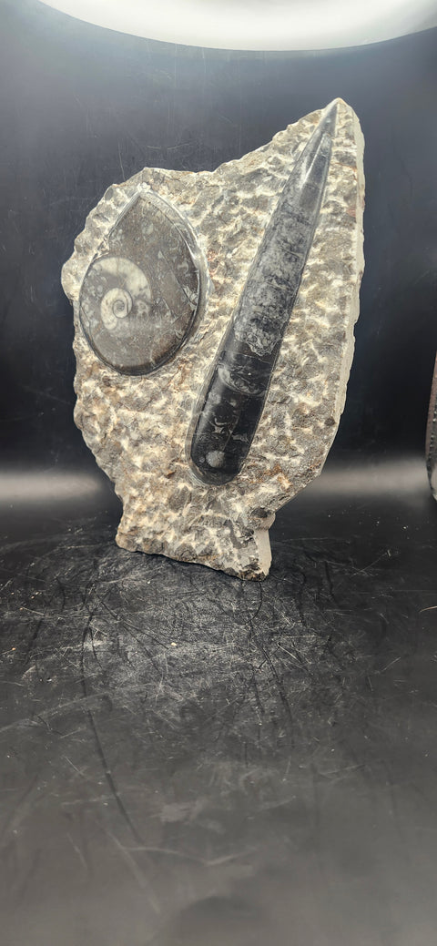 Orthoceras, ammonite statue! 1.14 pounds, 6.7 inches tall, 5" wide