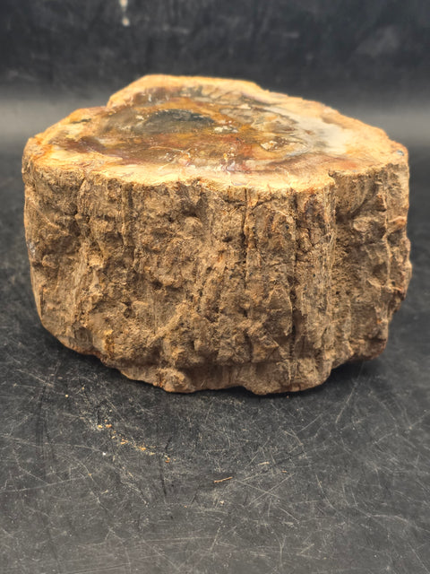 Petrified wood trunk! 15.6 ounces, 3.4 inches by 2.5 inches