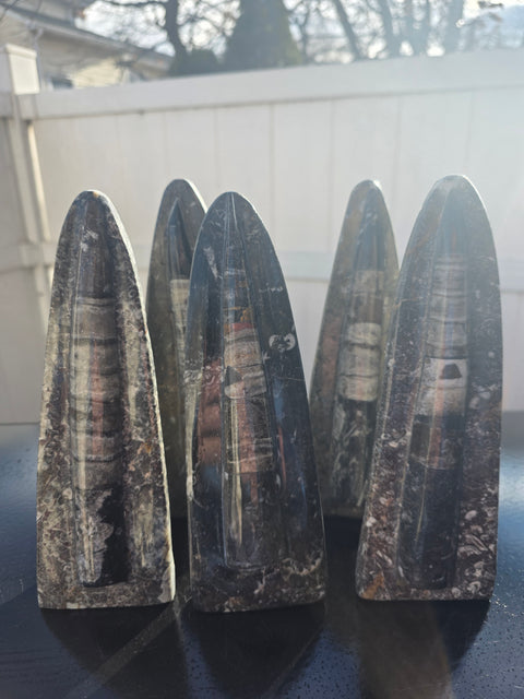 Single orthoceras nautiloids statue! 14 ounces, 8 inches tall