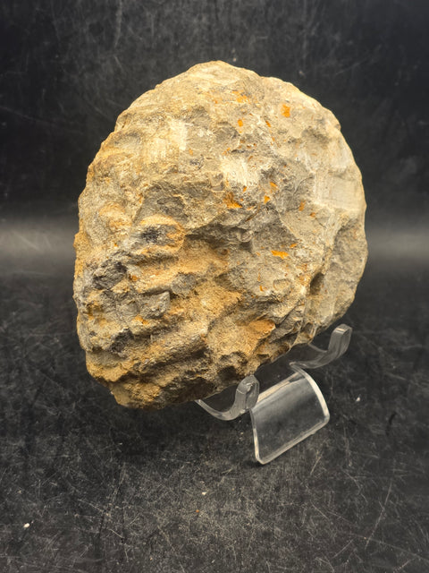 Medium nautilis ammonite fossil! 1 pound, 3.8 inches wide, 3.2" tall