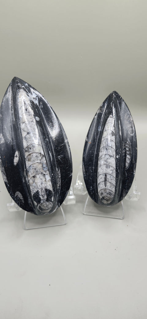 SINGLE ORTHOCERAS NAUTILOIDS