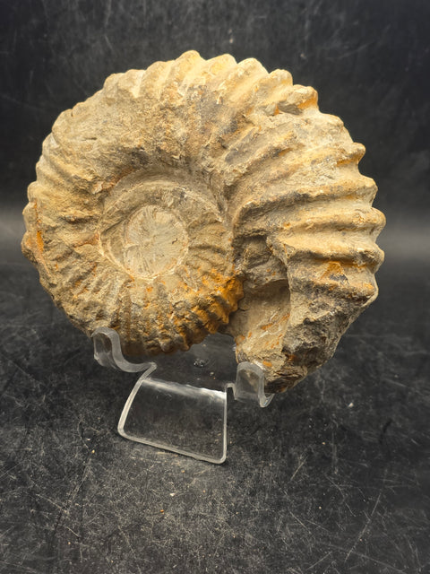 Medium nautilis ammonite fossil! 11 ounces, 3.8 inches wide, 3.2" tall