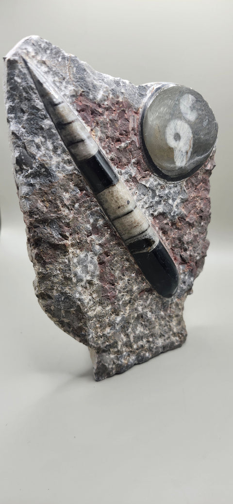 Orthoceras goinitite ammonite limestone statue! 1.7 pounds, 6.5 inches