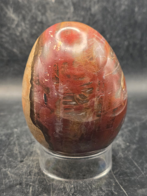 Petrified wood egg! 15 ounces, 3.1 inches tall, 2.4 inches wide!