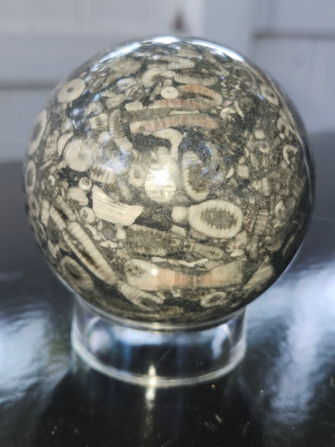 Crinoid fossil sphere! 68mm, 2.69 inches, 1 pound