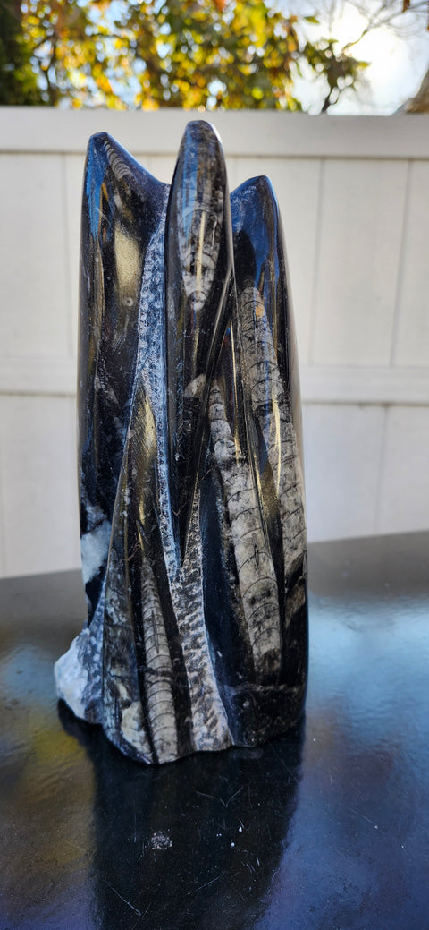 Xl 7 orthoceras limestone statue! 4.9 pounds, 8.5 inches tall 3.3" wide