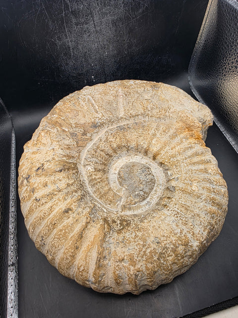 XL Nautilus ammonite!! 6.10 pounds, 9 inches by 8 inches