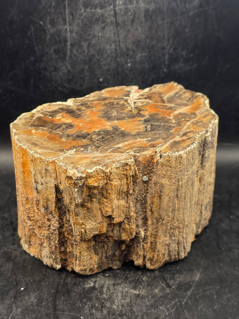 Petrified wood trunk! 2.14 pounds, 4.7 inches wide, 2.7" tall