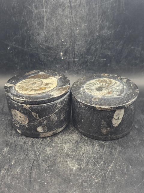 Medium round fossil box! 2.5 inches, 8.3 ounces!