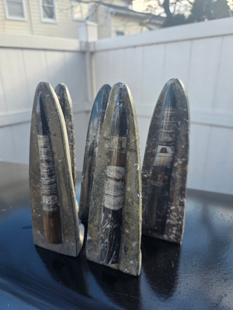 Single orthoceras nautiloids statue! 14 ounces, 8 inches tall