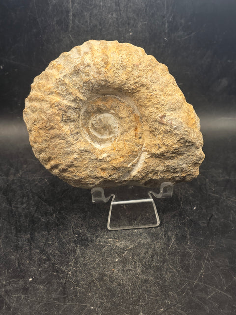 Medium nautilis ammonite fossil! 1 pound, 3.8 inches wide, 3.2" tall