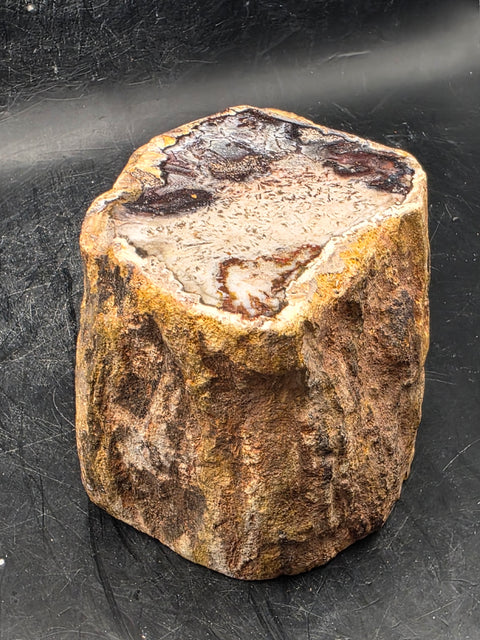 Petrified wood trunk! 1.2 pounds, 2.3 inches tall, 2.6" wide!