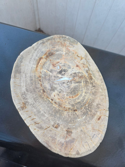Large petrified wood plate! 11 inches long, 8 inches wide, 2.12 pounds!