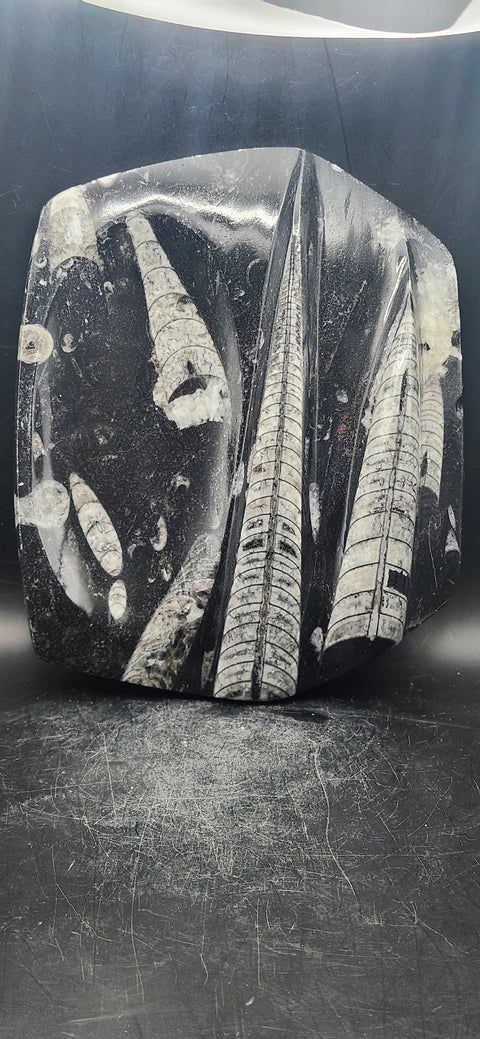 Double orthoceras bowl! 1.13 pounds, 7 inches tall, 5.5 wide