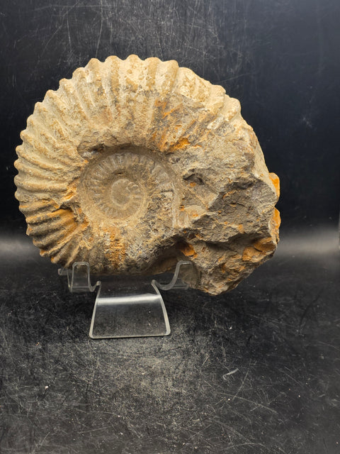 Large nautilis ammonite fossil! 2.8 pounds, 5.2 inches wide, 4.8" tall