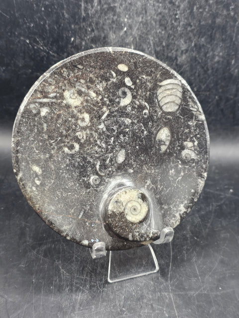 Round orthoceras ammonite fossil dish! 4.2 inches wide, 7 ounces