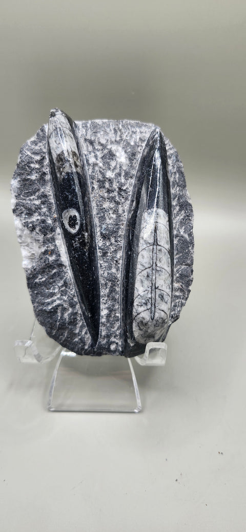 Double Orthoceras nautiloids small! 7 ounces 4 inches