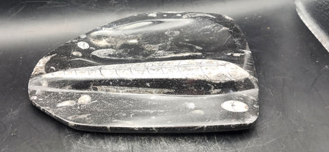 Single orthoceras bowl! 14 ounces, 6 inches tall, 5 wide