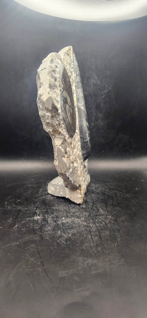 Orthoceras, ammonite statue! 1.14 pounds, 6.7 inches tall, 5" wide