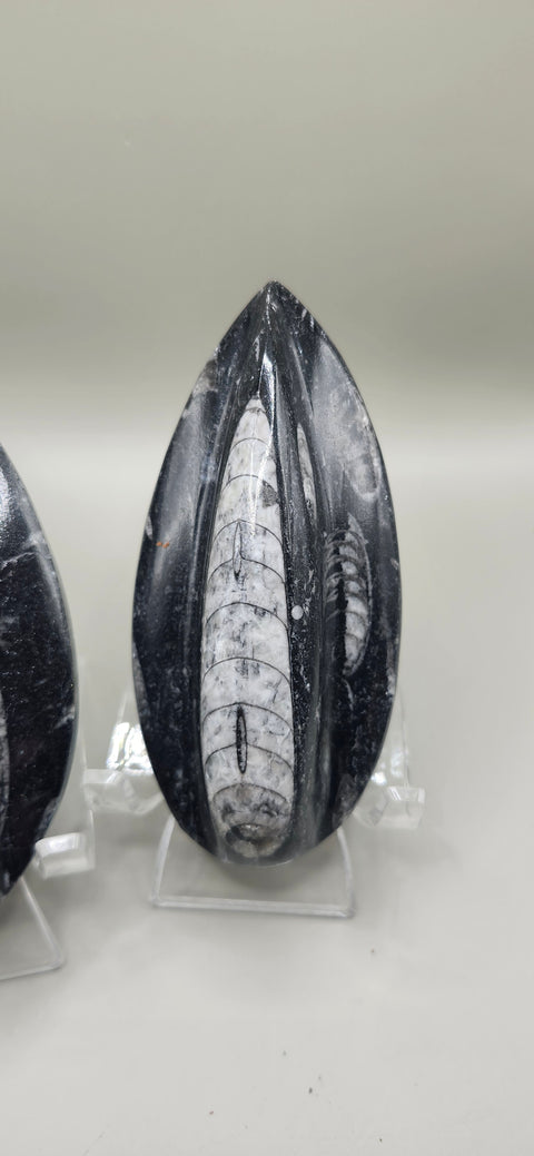 Single orthoceras nautiloids large! 6 ounces 5 inches