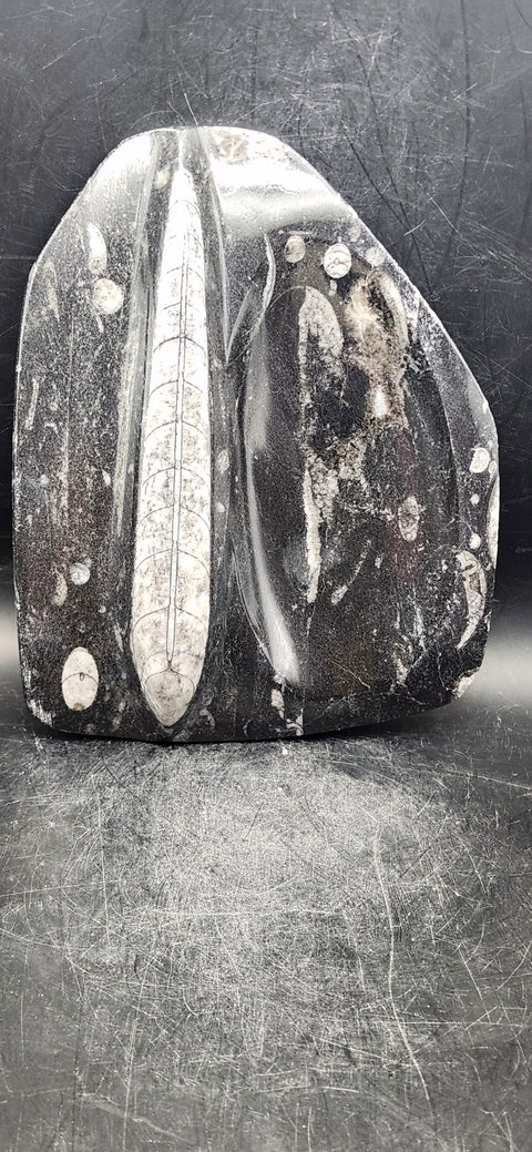 Single orthoceras bowl! 14 ounces, 6 inches tall, 5 wide