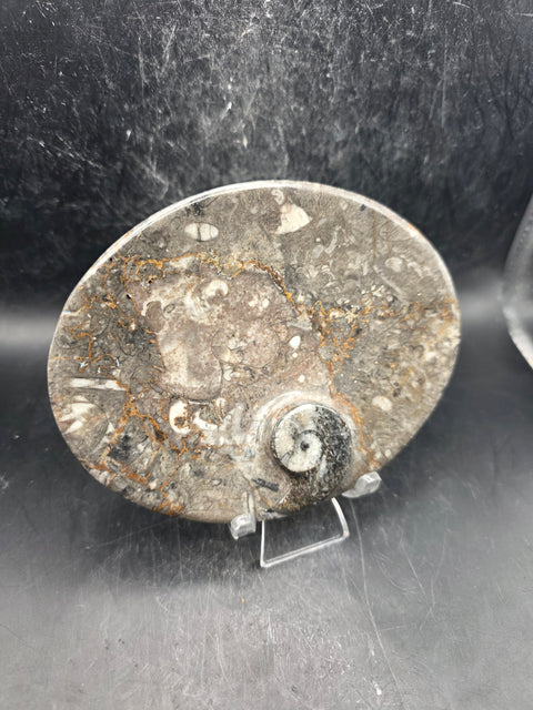 Oval orthoceras ammonite fossil dish! 5.9 ounces, 4.7 inches wide