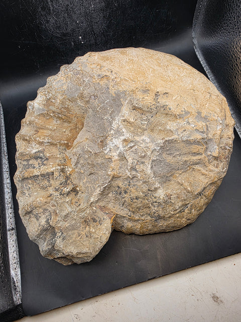 XL Nautilus ammonite!! 6.10 pounds, 9 inches by 8 inches
