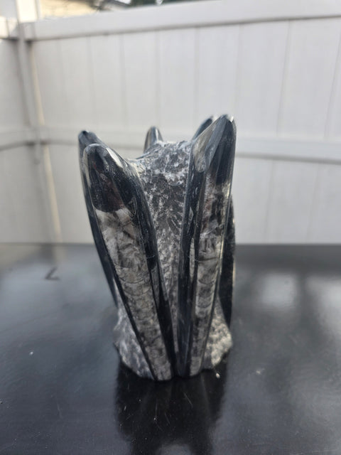 Orthoceras limestone statue! 3.11 pounds, 6 inches tall, 3.6" tall