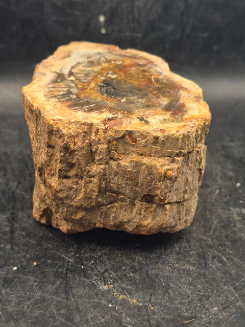 Petrified wood trunk! 15.6 ounces, 3.4 inches by 2.5 inches