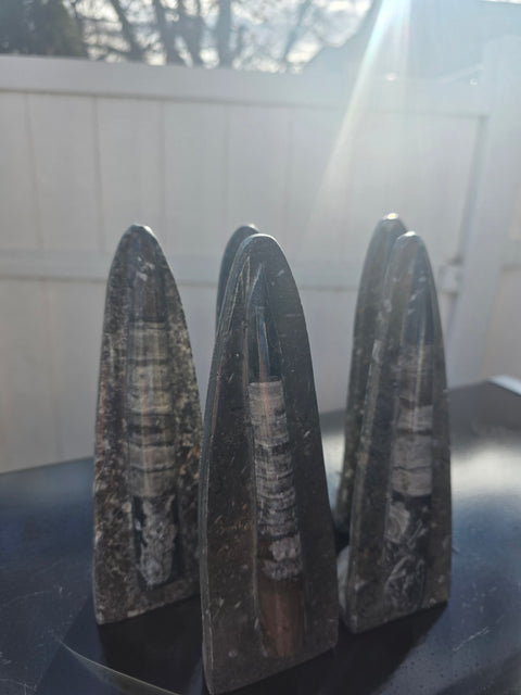 Single orthoceras nautiloids statue! 14 ounces, 8 inches tall