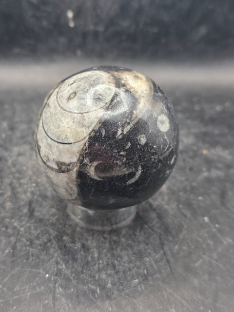 Orthoceras nautiloids sphere! 10 ounces 58.6mm, 2.3 inches wide