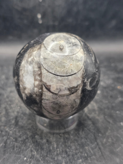 Orthoceras nautiloids sphere! 10 ounces 58.6mm, 2.3 inches wide