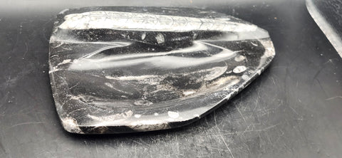 Single orthoceras bowl! 14 ounces, 6 inches tall, 5 wide