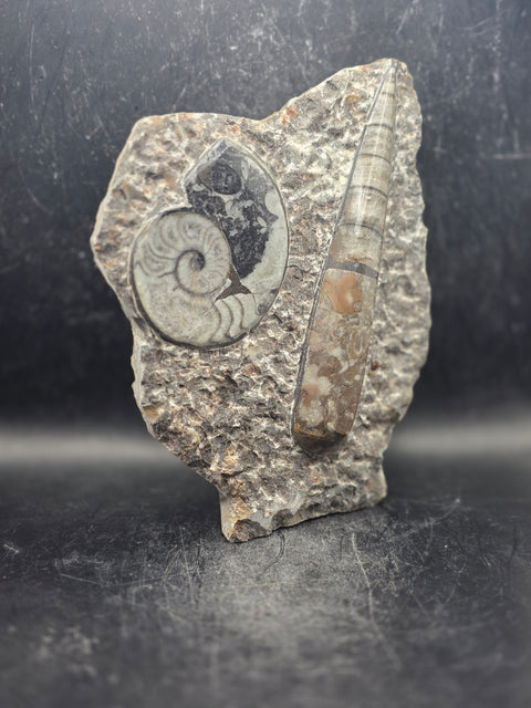 Orthoceras ammonite limestone statue! 1.13 pounds, 6.7 inches tall